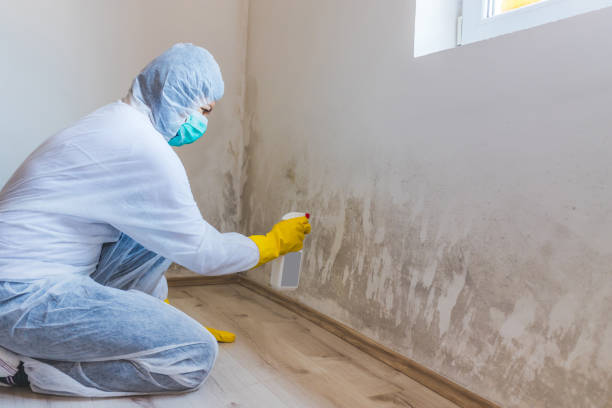 Licensed Black Mold Remediation service in Union City, MI - Car Mold Remediation