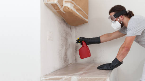 Professional Black Mold Remediation technician working in Union City, MI