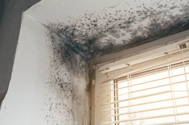 Affordable Black Mold Remediation solutions in Union City, MI